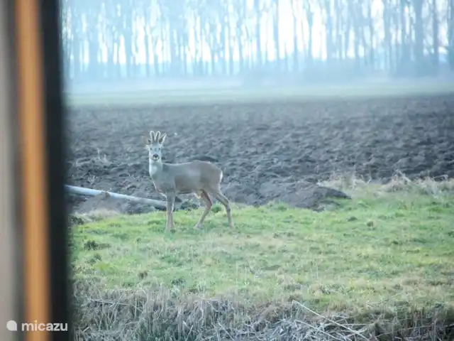 casa vacacional en Países Bajos, Barbante Septentrional, Hank – Pensión 'El Taller' Visto desde la sala de estar!