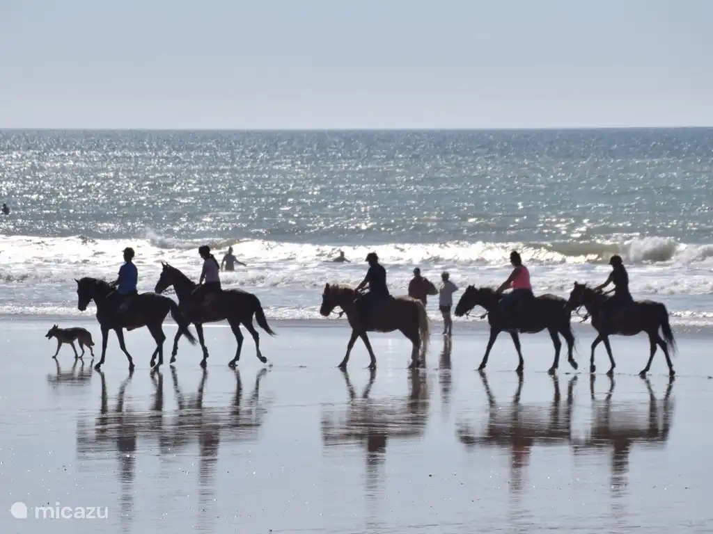 Special seaside guests