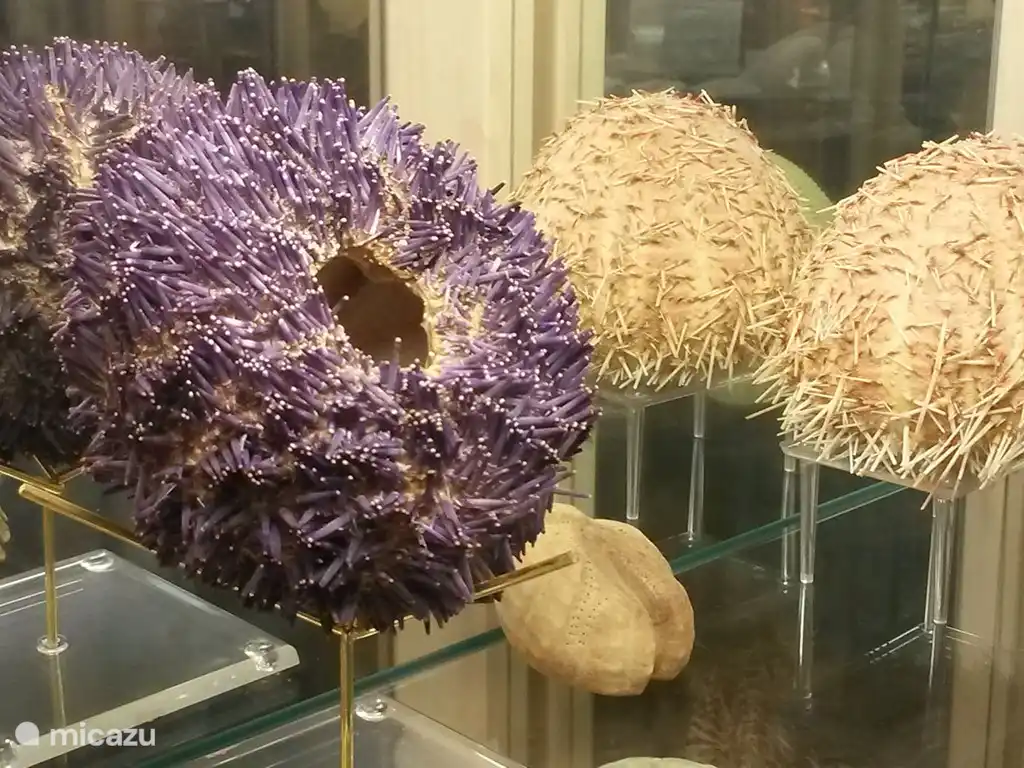 Treasures from the shell museum