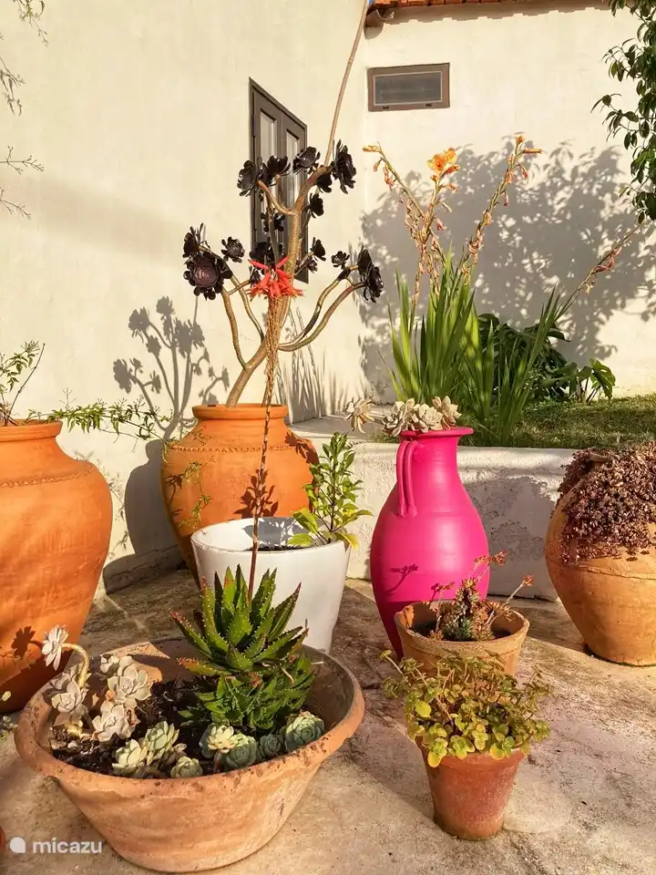 Détails dans le jardin