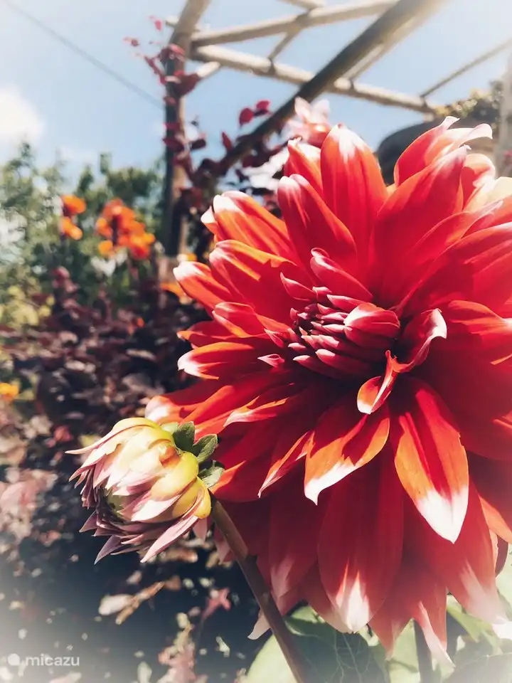 Les plus beaux dahlias poussent partout dans le jardin.