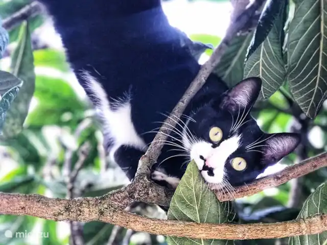 Casa do Forno - Quinta Ninho d'águia en Portugal, Costa de Prata, Alcobaça - apartamento Mama Mia es la madre de Sammie y Toby.