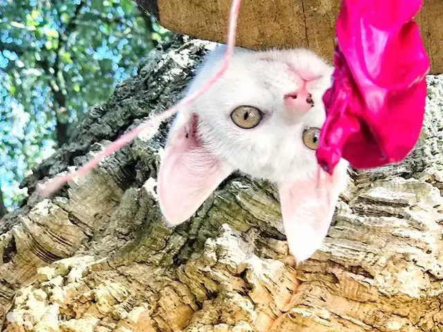 Casa do Forno - Quinta Ninho d'águia en Portugal, Costa de Prata, Alcobaça - apartamento samie