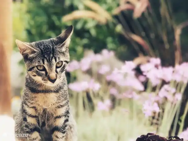 Casa do Forno - Quinta Ninho d'águia en Portugal, Costa de Prata, Alcobaça - apartamento Toby