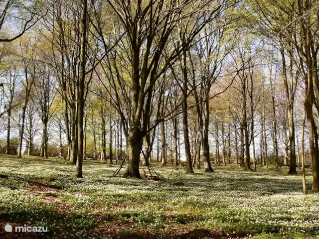 Escapade Verte | Suède, Skåne, Villands Vånga-Kristianstad - maison de vacances Le Villands Vånga est entouré de belles forêts de hêtres.