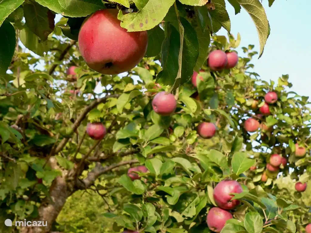 Das Ferienhaus liegt in einem Obstgarten mit über 20 Obstbäumen.