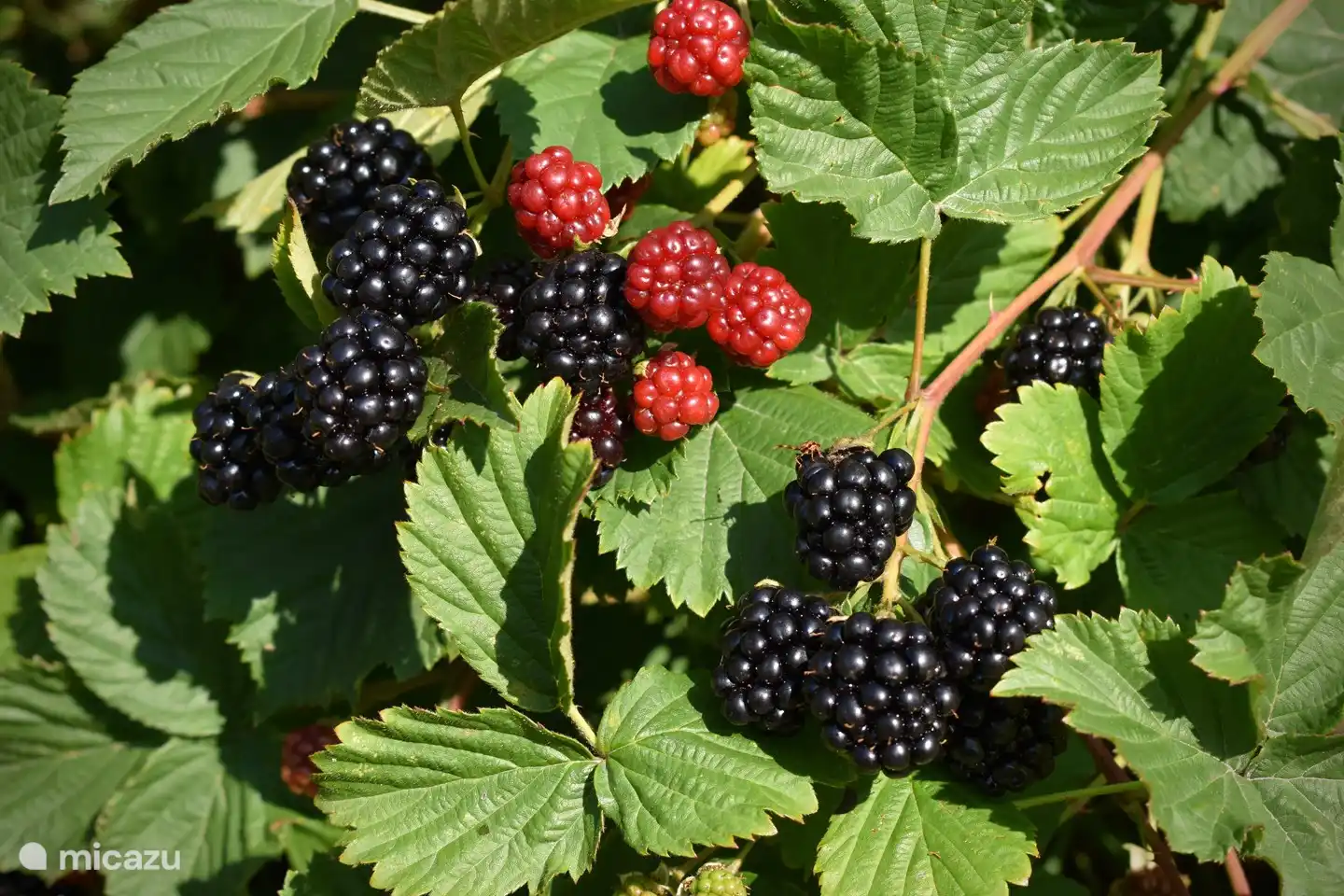 Direkt neben der Terrasse.