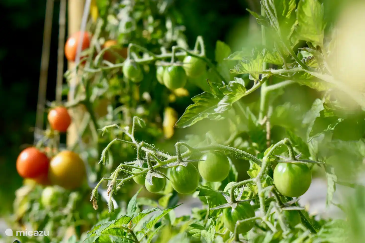 Aus dem eigenen Garten! Wir haben nicht immer Tomaten. Manchmal auch Erdbeeren, Zucchini, etc.