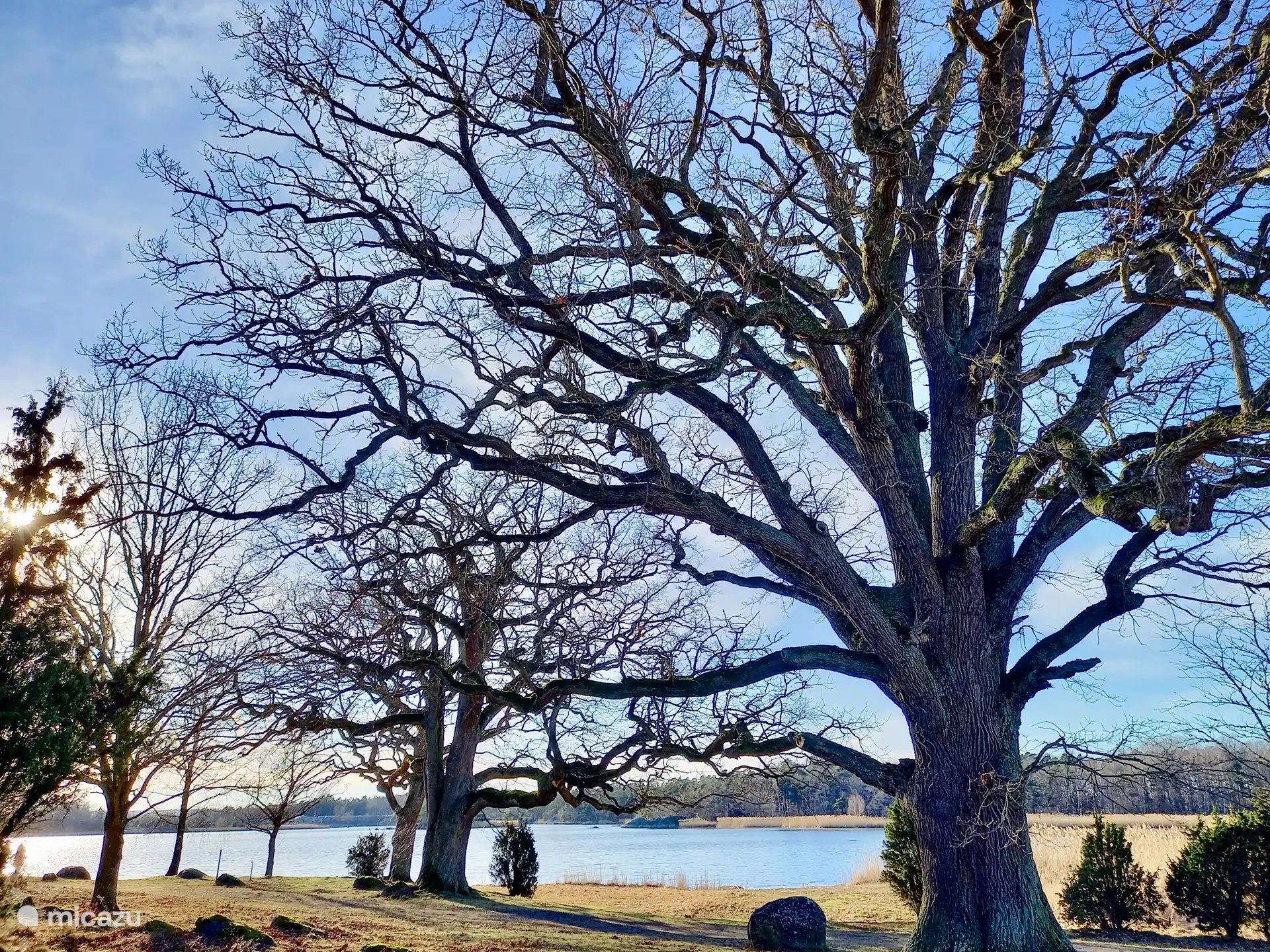 Schöne alte Eichen an der Ostsee.