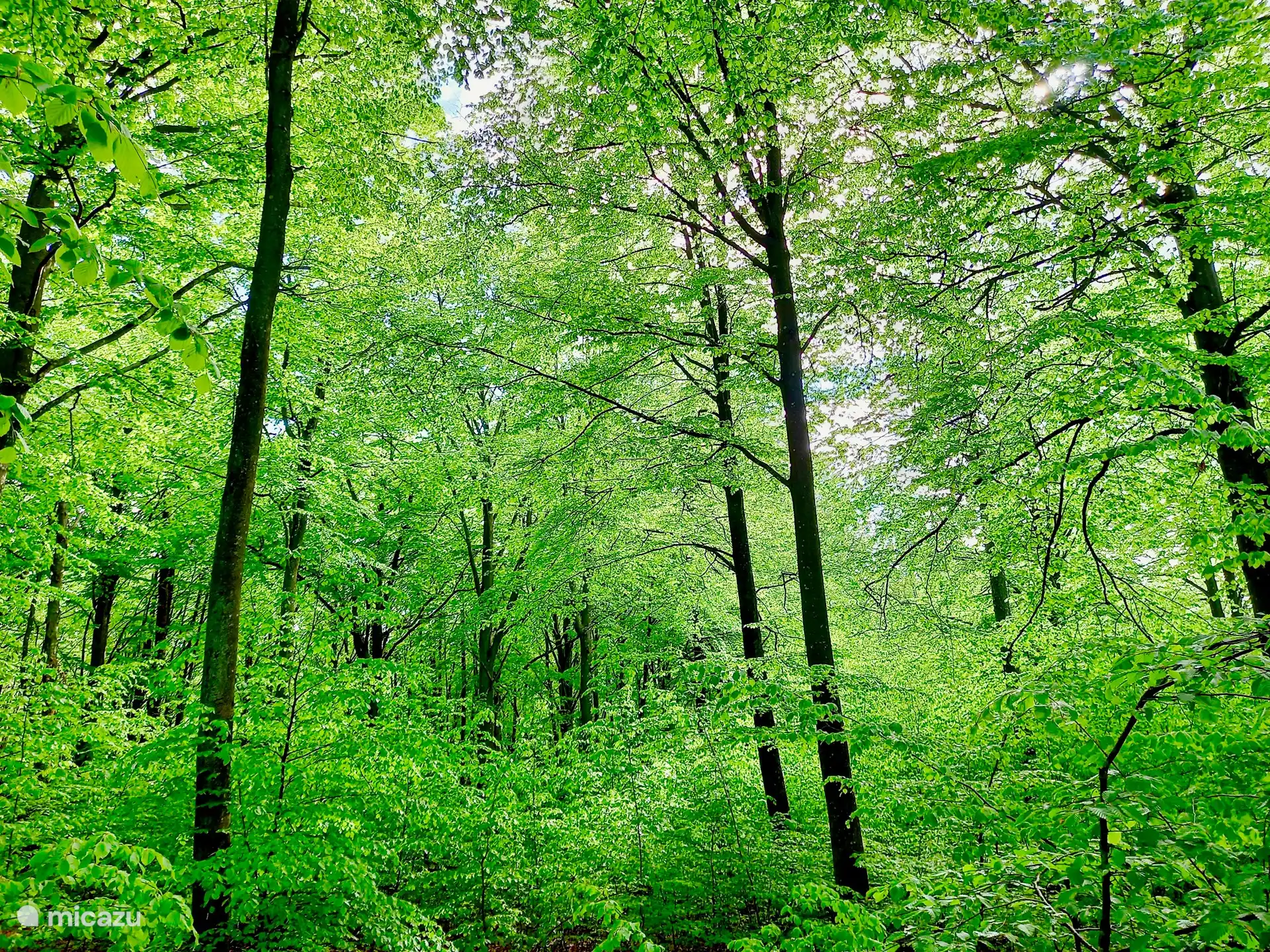 Unendliche Buchenwälder in unmittelbarer Nähe. 