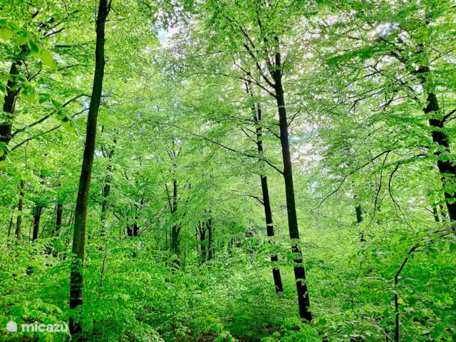 Escapade Verte | Suède, Skåne, Villands Vånga-Kristianstad - maison de vacances Des forêts de hêtres à perte de vue dans les environs immédiats.
