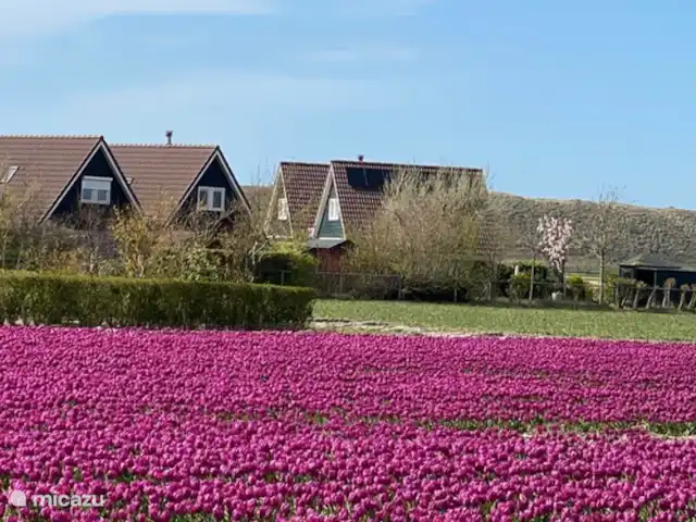 Casa Juliana | Pays-Bas, Hollande du Nord, Julianadorp - maison de vacances Alentours