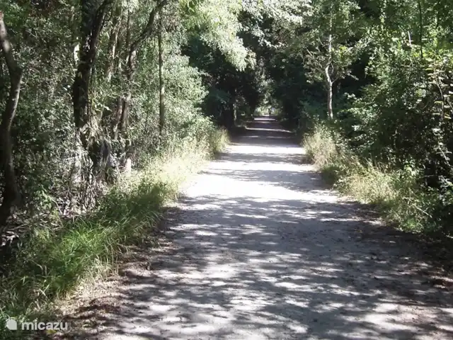 Mobil-home, Camping familial Toscane | Italie, Toscane, Viareggio - mobil-home Chemin forestier vers la mer