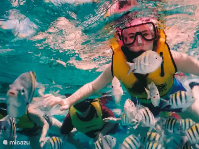 appartement huren in Spanje, Costa Blanca, Santa Pola – ALICANTE Santa Pola  Playa Levante Snorkelen vlakbij aan het unieke eiland Tabarca. Een Catamaran brengt je daar op 25 minuten