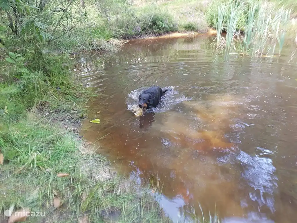 Swimming facilities for the dog in the forest fen