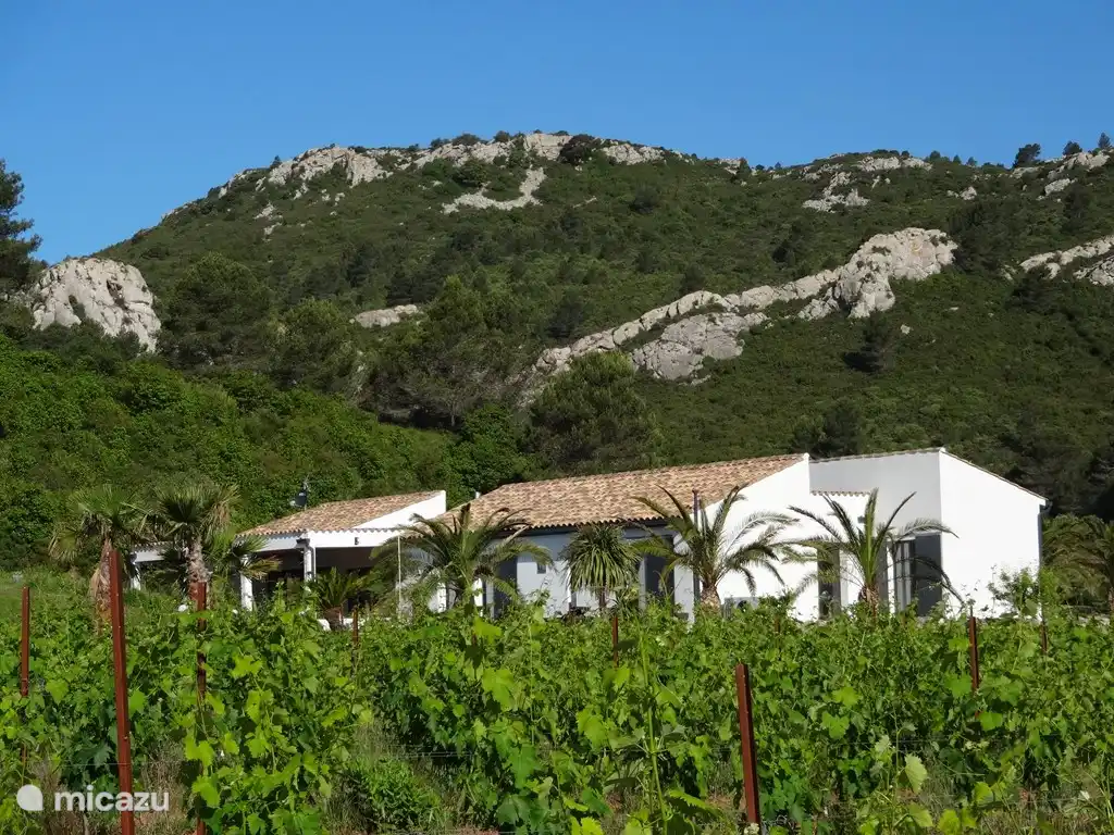 vu du champ de vigne