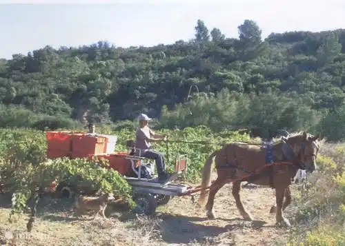 s'occuper des raisins de cuve