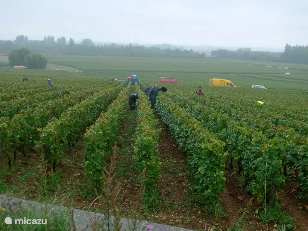 Das Haus ist von den Weinbergen der Haute Côte de Beaune umgeben