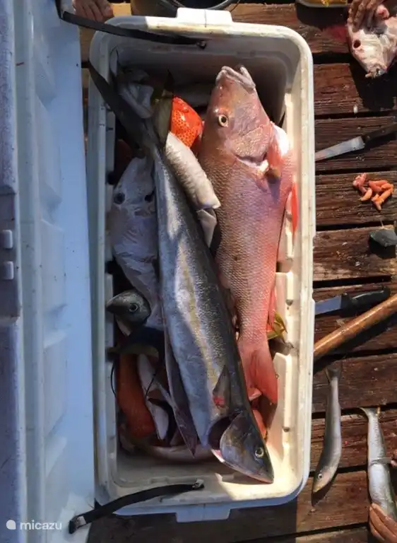 Bij de visserspier kunt u in de ochtend de vissersbootjes binnen zien komen. 
