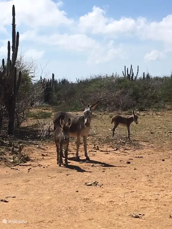 De ezels die hier overal vrij rondlopen.