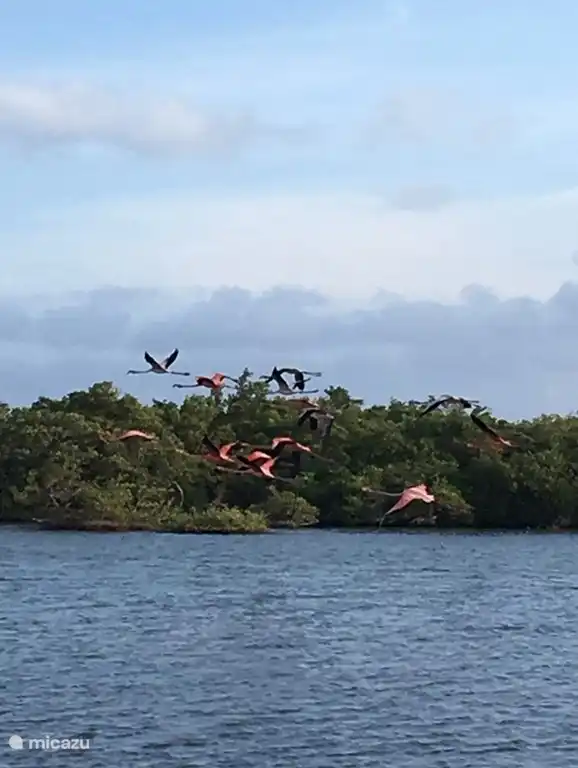 Prachtige flamingo's ook op het eiland in overvloed aanwezig.