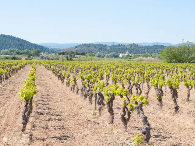 L'amigeste huren in Frankrijk, Aude, Pouzols-Minervois - gîte / cottage Directe omgeving van de vakantiewoning