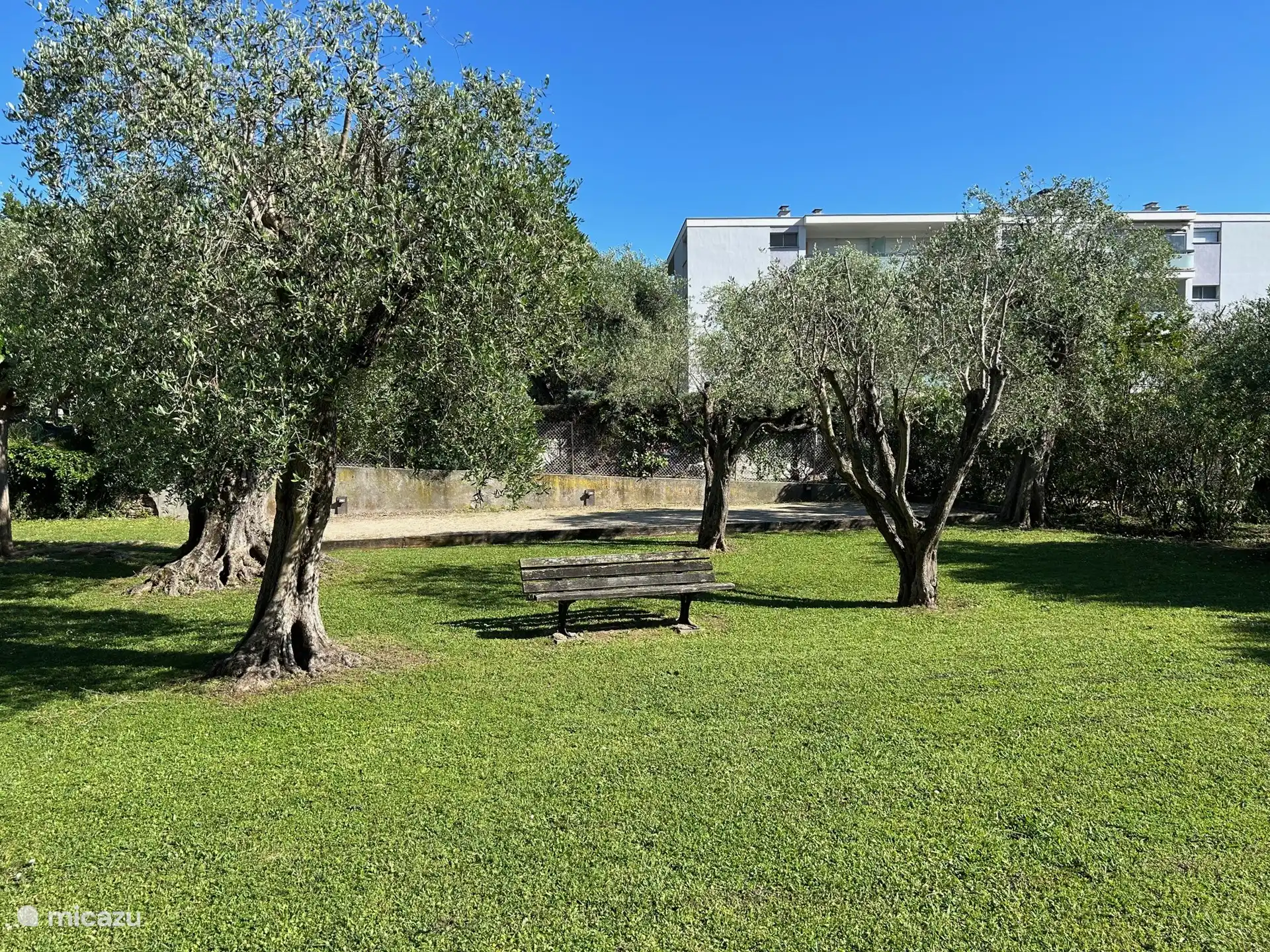 Playground with olive trees