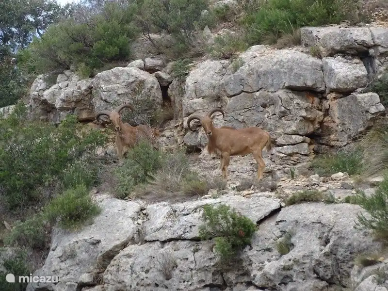 Wenn Sie Glück Mähne Schafe in den Bergen sehen. Dies haben wir gesehen. Es scheint eine Ausnahme zu sein.