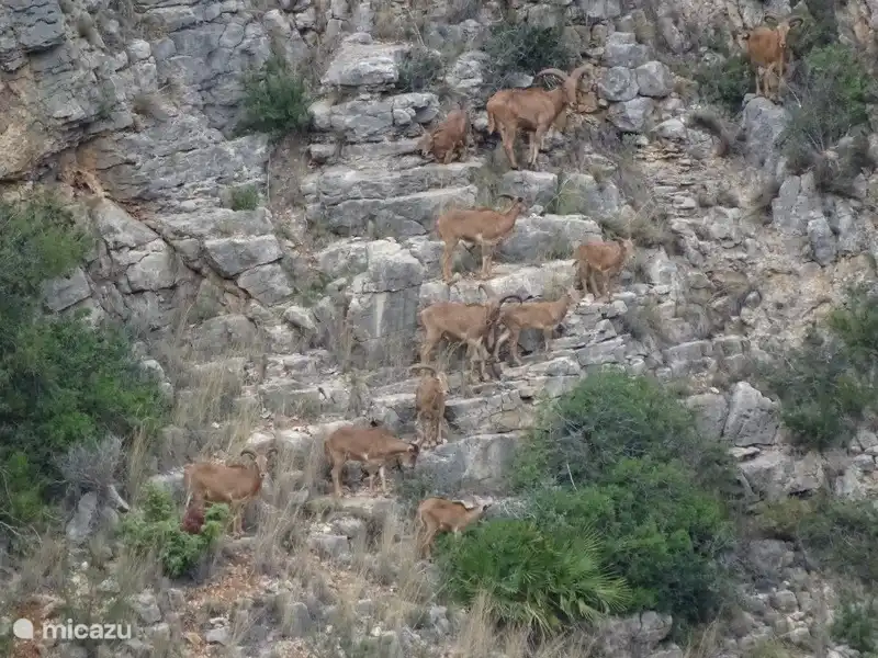 Wenn Sie Glück Mähne Schafe in den Bergen sehen. Es passierte uns, eine Gruppe von zwischen 20 und 30 gut aussehen.
