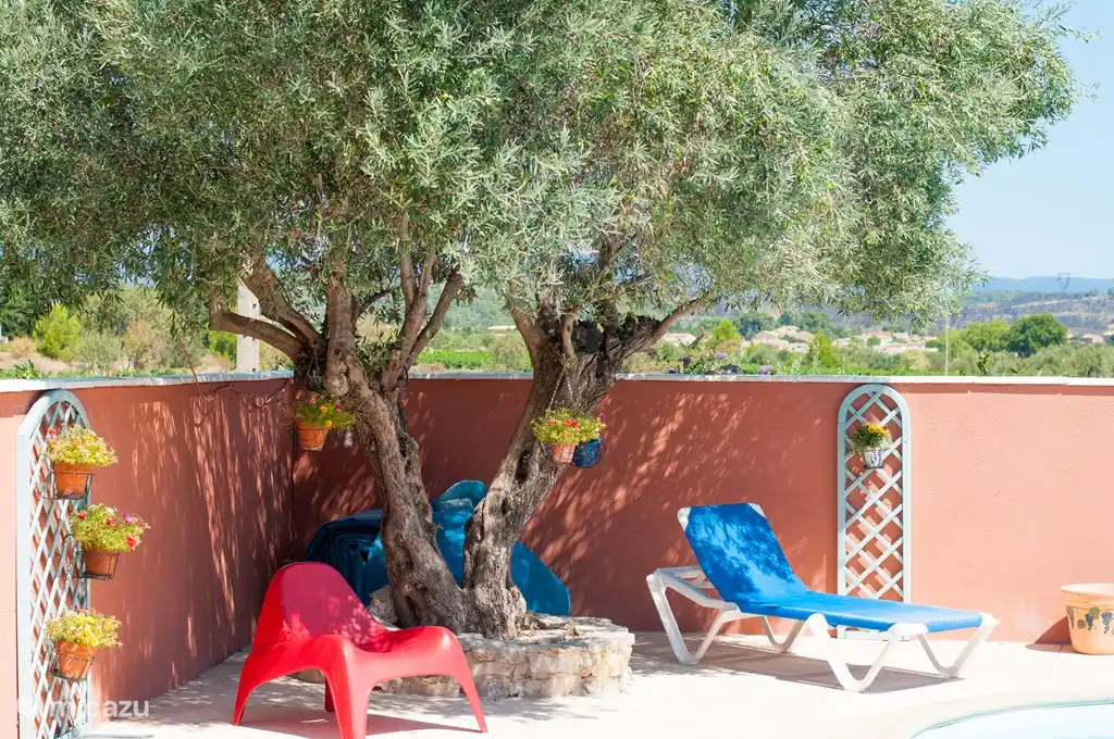 Ombre sous l'olivier au bord de la piscine