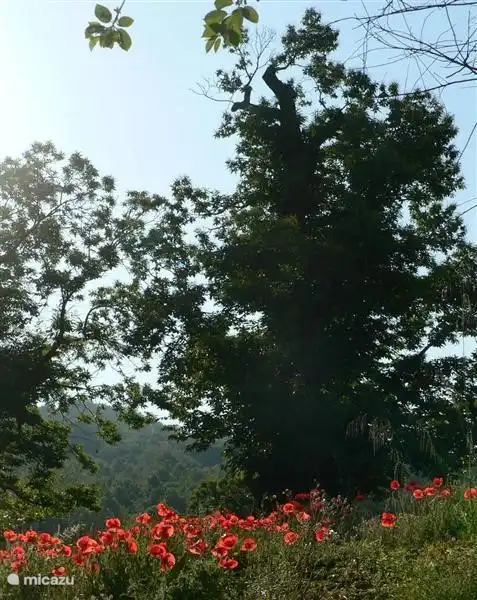 The 700-year old chestnut next to the house.