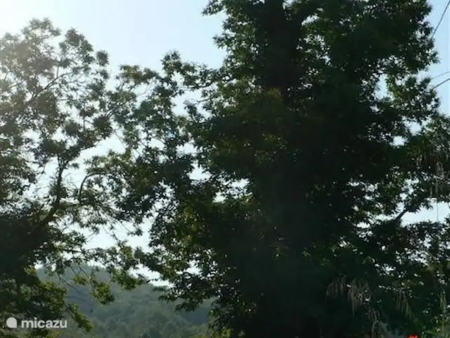 Location de Vacances Italie, Toscane, Santa Fiora, ferme - Podere di Maggio - Seccatoio Le vieux châtaignier de 700 ans à côté de la maison.