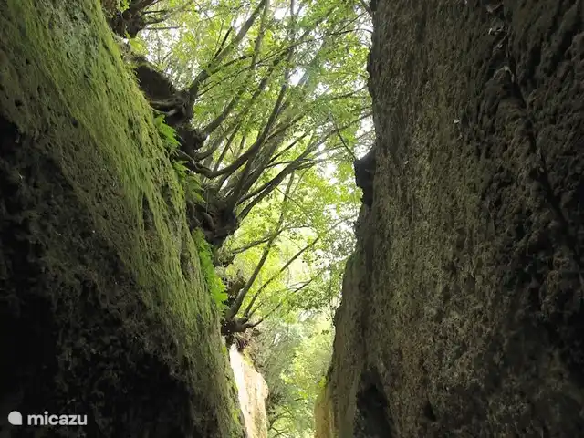 Location de Vacances Italie, Toscane, Santa Fiora, ferme - Podere di Maggio - Seccatoio Une promenade fantastique dans les chemins creux étrusques, à une demi-heure