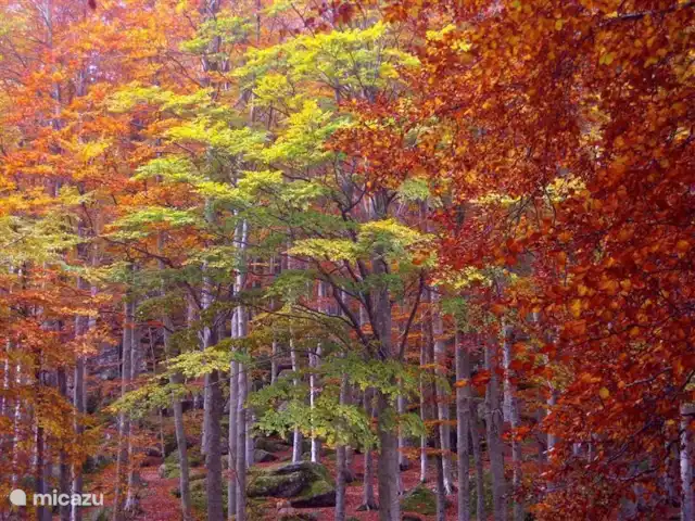 Location de Vacances Italie, Toscane, Santa Fiora, ferme - Podere di Maggio - Casa Grande Automne sur le Monte Amiata