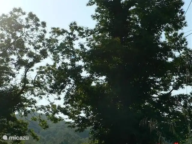 Location de Vacances Italie, Toscane, Santa Fiora, ferme - Podere di Maggio - Casa Grande Le vieux châtaignier de 700 ans à côté de la maison.