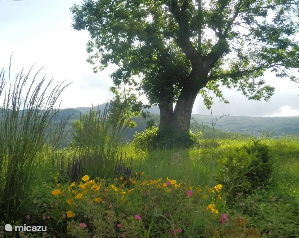 le jardin autour de la maison
