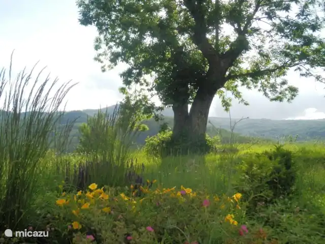 Location de Vacances Italie, Toscane, Santa Fiora, ferme - Podere di Maggio - Casa della Nonna le jardin autour de la maison