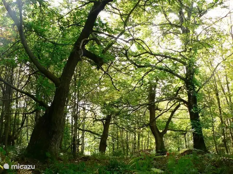 Bois de châtaigniers