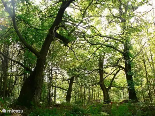 Location de Vacances Italie, Toscane, Santa Fiora, ferme - Podere di Maggio - Casa della Nonna Bois de châtaigniers