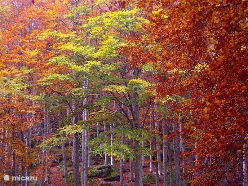 Automne sur le Monte Amiata