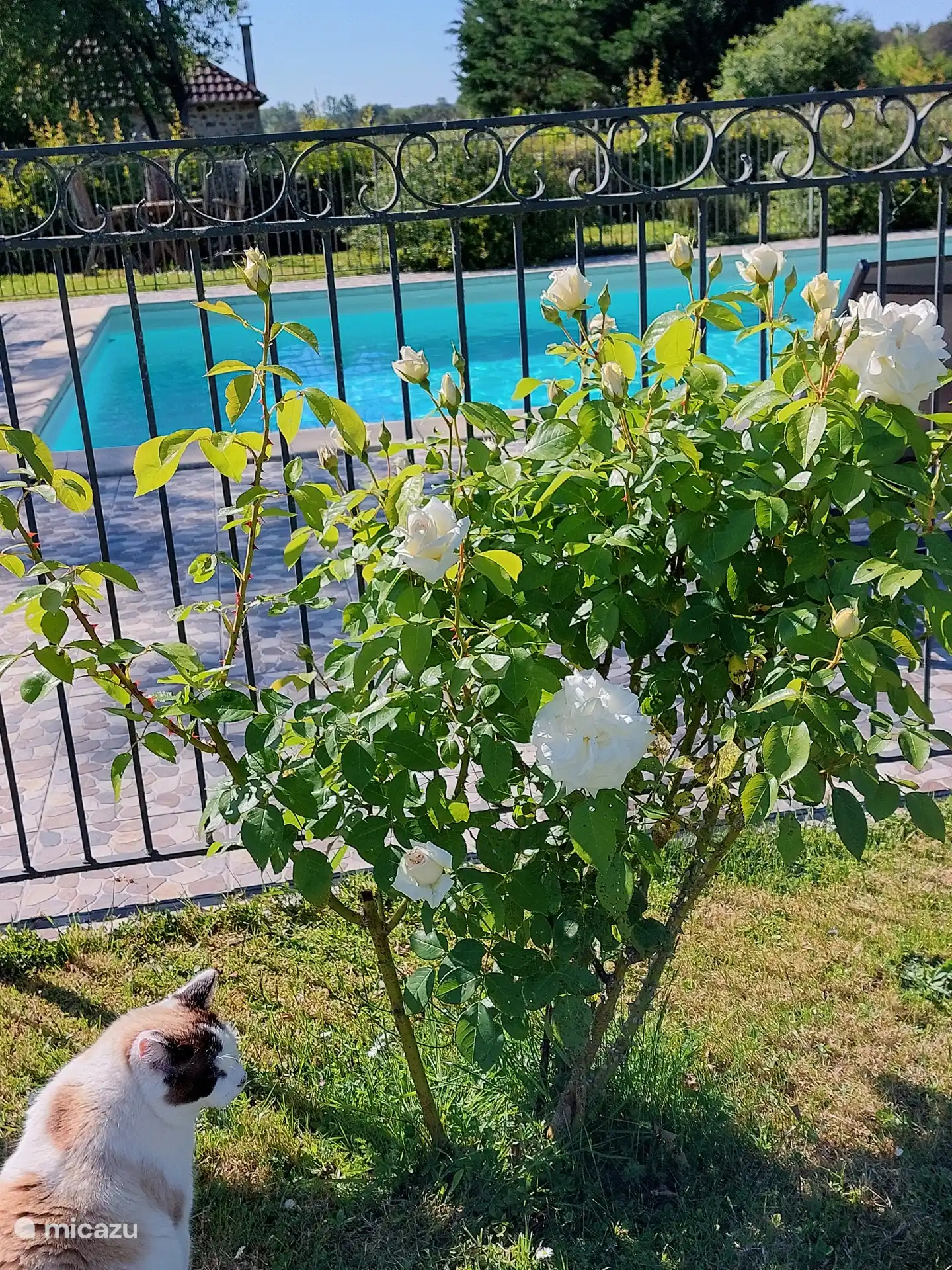 Des roses merveilleusement parfumées sur la terrasse au bord de la piscine