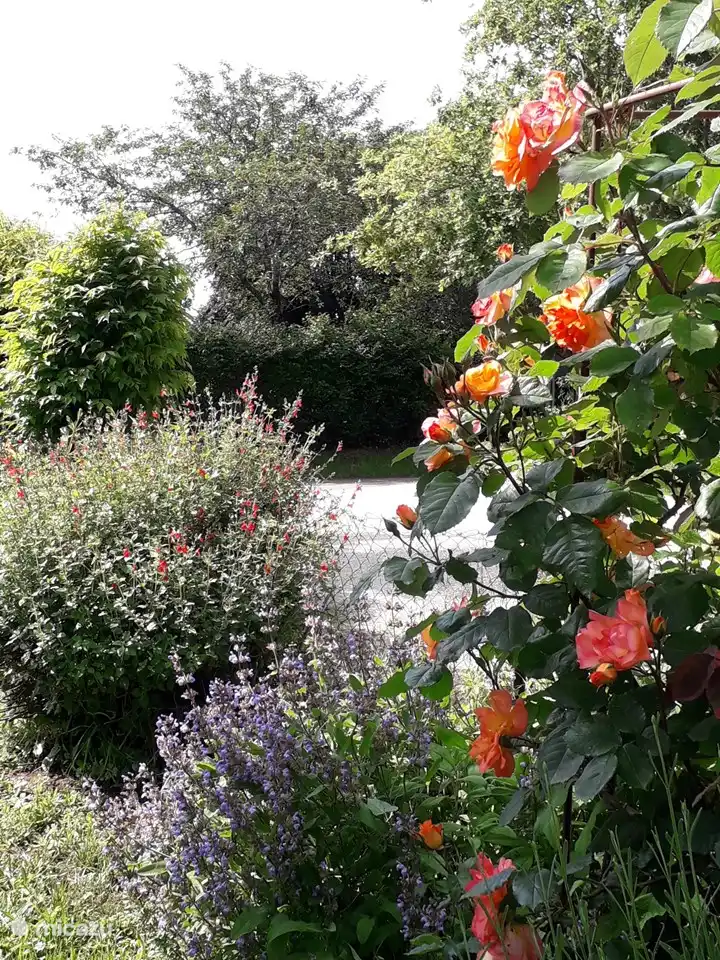 Le jardin fleuri à côté du gîte
