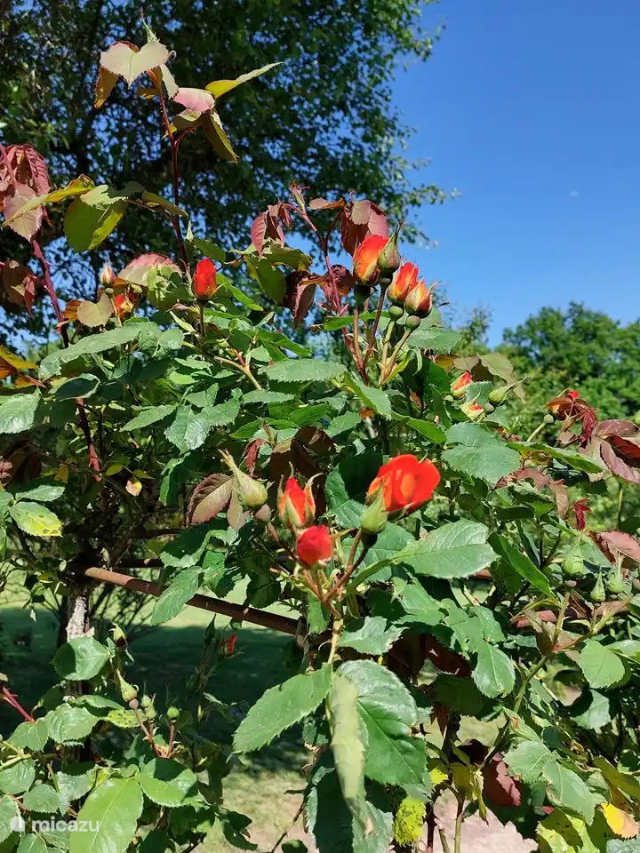 La rose grimpante merveilleusement parfumée à côté du gîte.