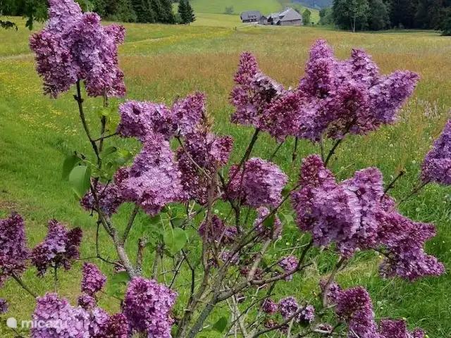 Location de Vacances Allemagne, Forêt-Noire , Schönwald im Schwarzwald, appartement - Appartement Schönwald Zone