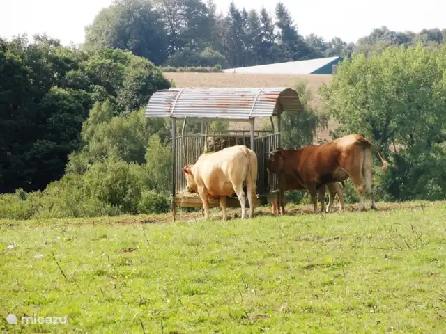 Maison Rumpen Brunssum jusqu'à 10 pers. | Pays-Bas, Limbourg, Brunssum - maison de vacances Région de Brunssum