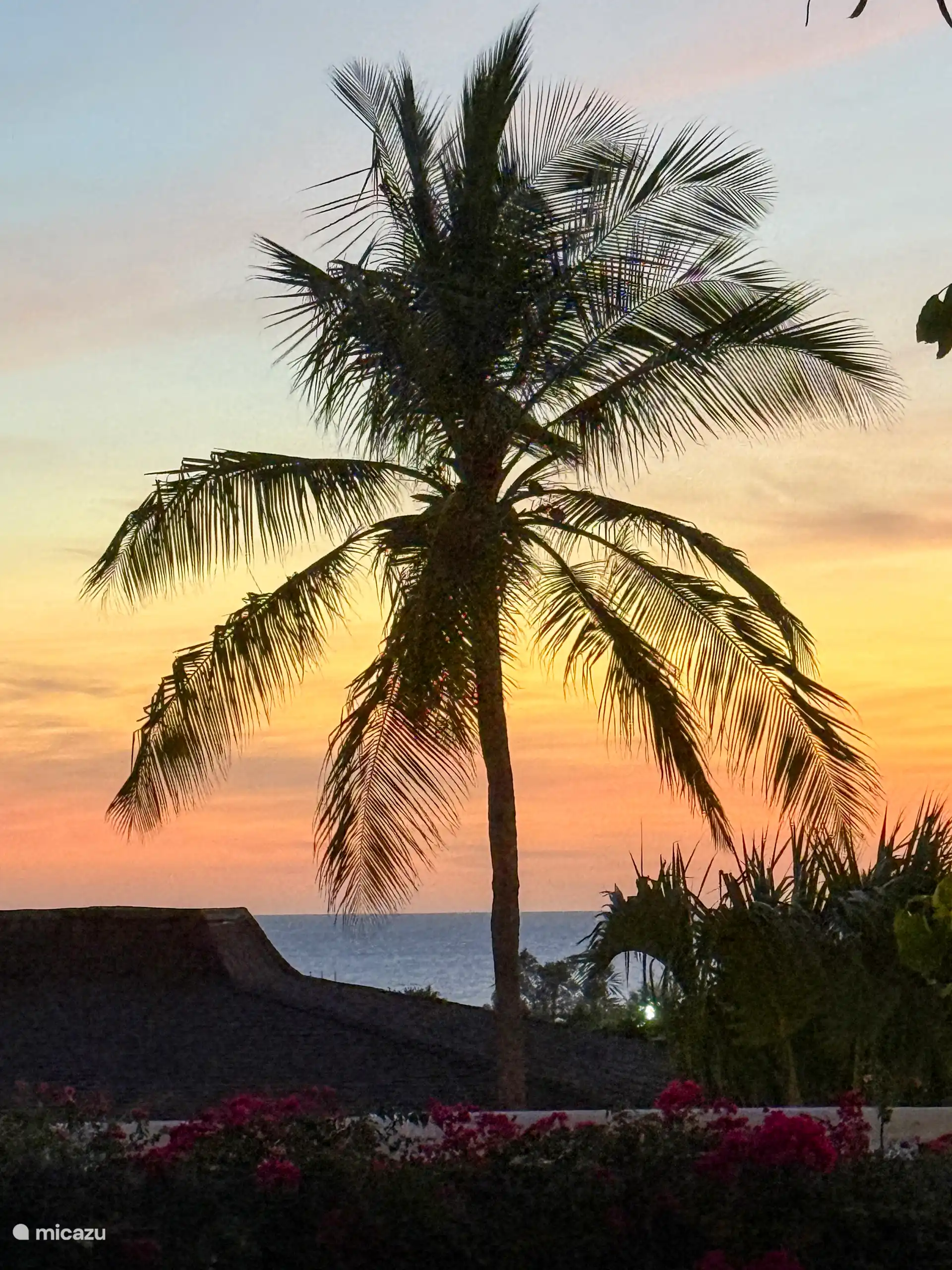 Palm in zonsondergang