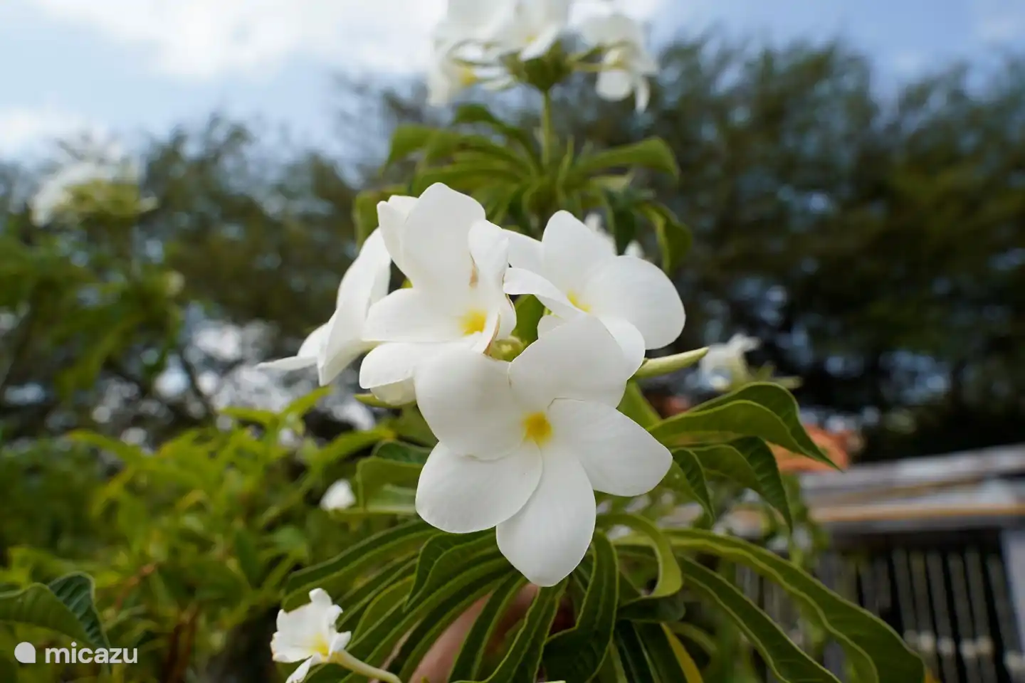 Hermosa diversidad de flores