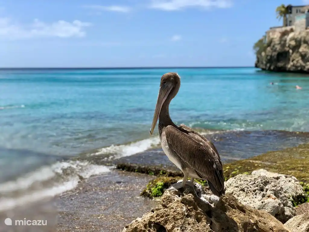 Huéspedes de la playa