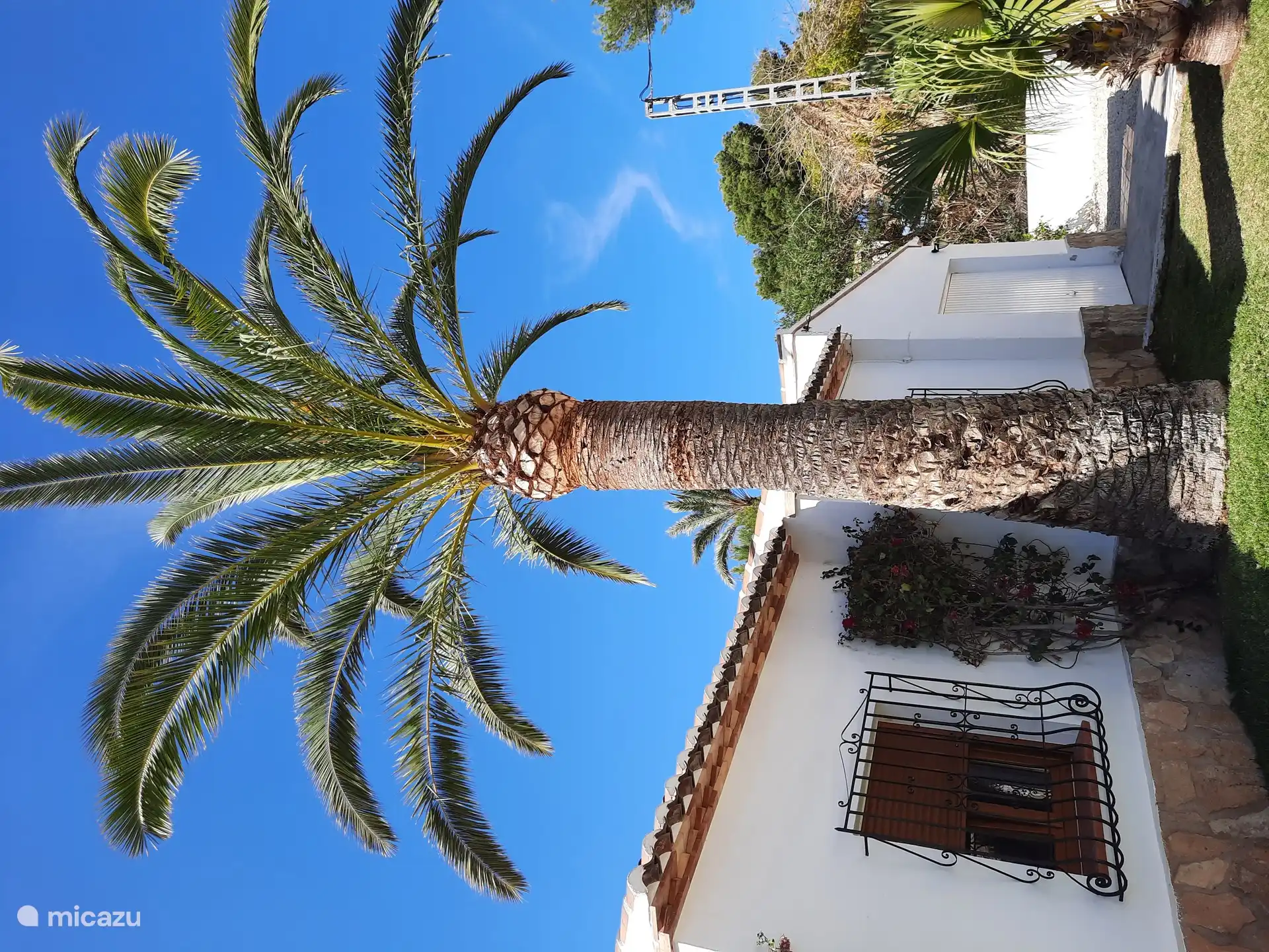 Palmier dans le jardin devant la maison