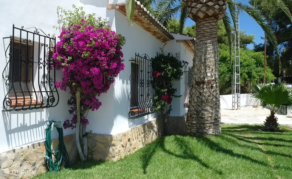 Bougainvilliers en fleurs devant la maison